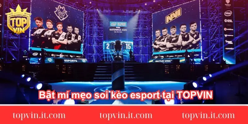 bat-mi-meo-soi-keo-esport-tai-topvin-chuan